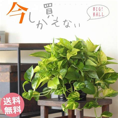 hoya888|hoya888.com .